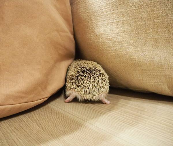 夫婦2人暮らし、コンパクトだけど楽しめる「リビング整理収納術」[PR]