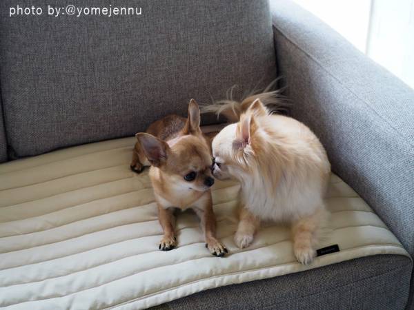 汚れ対策をさりげなく。上品キルトが大人っぽい「bon moment　ソファパッド」[PR]