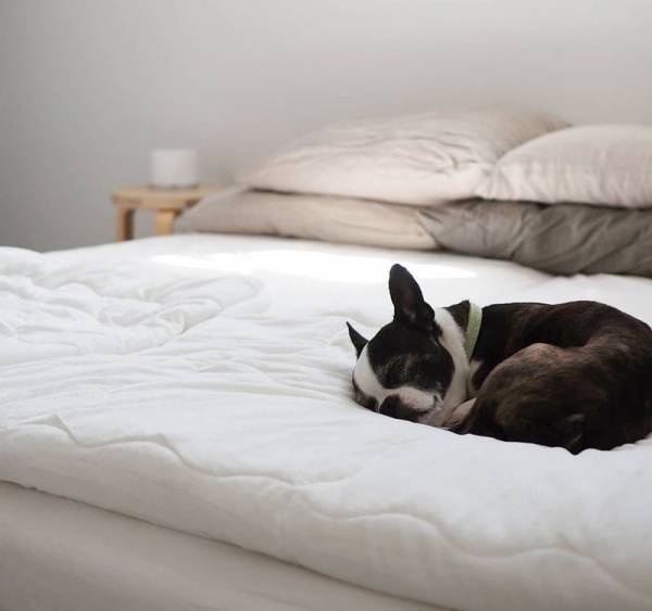 ワンちゃんも快適に。インスタグラマーさんもご愛用「ボンモマン」夏のペットアイテム[PR]