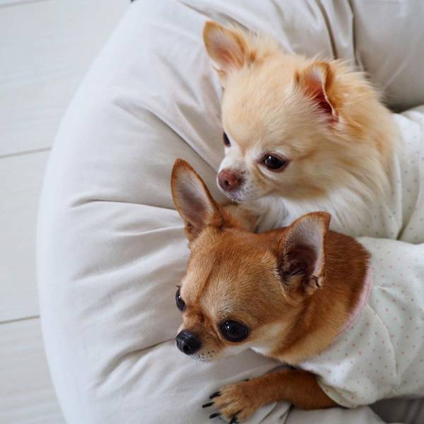 ワンちゃんも快適に。インスタグラマーさんもご愛用「ボンモマン」夏のペットアイテム[PR]