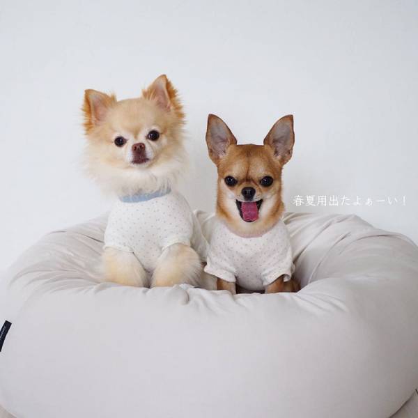 ワンちゃんも快適に。インスタグラマーさんもご愛用「ボンモマン」夏のペットアイテム[PR]