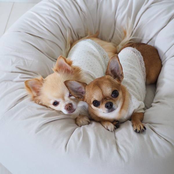 ワンちゃんも快適に。インスタグラマーさんもご愛用「ボンモマン」夏のペットアイテム[PR]