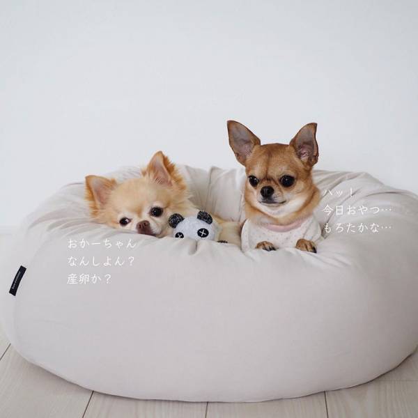 ワンちゃんも快適に。インスタグラマーさんもご愛用「ボンモマン」夏のペットアイテム[PR]