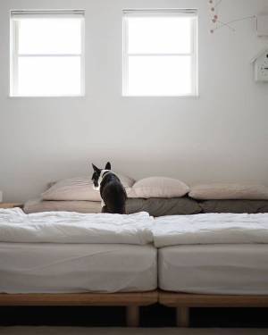 ワンちゃんも快適に。インスタグラマーさんもご愛用「ボンモマン」夏のペットアイテム[PR]