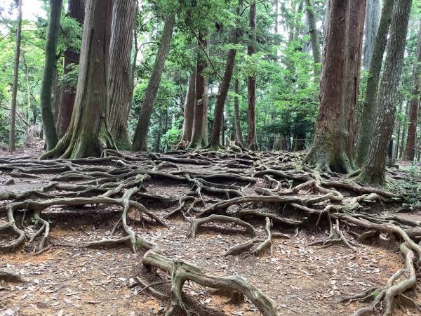 【連載】京都のちょっといいこと　京都の涼[PR]