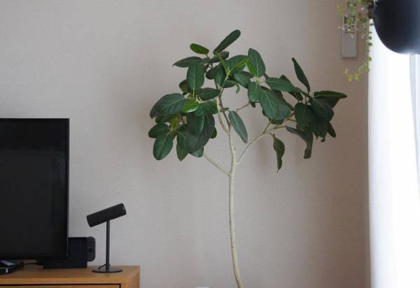 10年後も長く愛用したくなる「±0（プラスマイナスゼロ） LEDスタンドライト」インスタグラマーさんの使い方[PR]