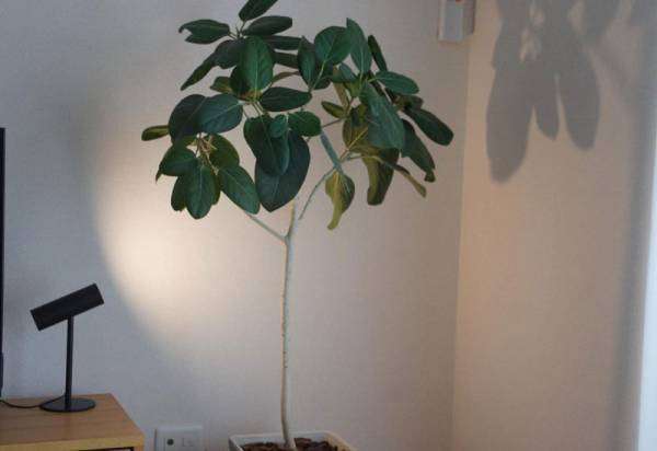 10年後も長く愛用したくなる「±0（プラスマイナスゼロ） LEDスタンドライト」インスタグラマーさんの使い方[PR]