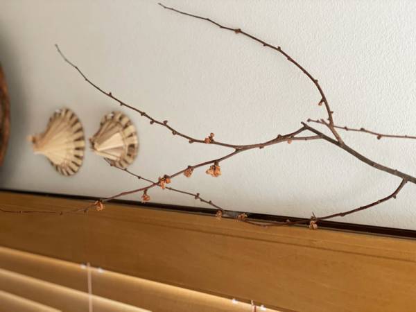 暮らしに花を添えよう。ガラスのフラワーベースで冬の枝ものをインテリアに。[PR]