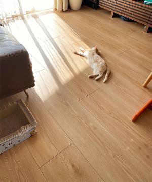 もっと快適に、猫との暮らし。スチームモップなら床サラサラでハウスダスト、アレルギー対策にも。[PR]