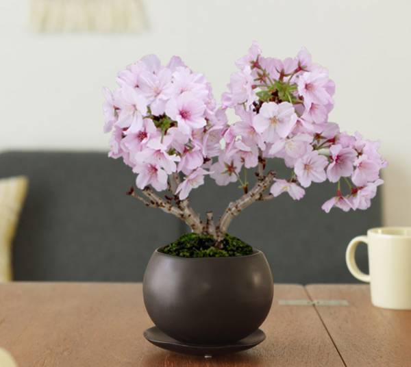 おうち花見＆贈り物に大好評。春を告げる「桜の盆栽」販売会はじまってます！[PR]