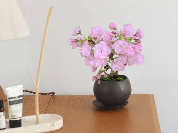 おうち花見＆贈り物に大好評。春を告げる「桜の盆栽」販売会はじまってます！[PR]