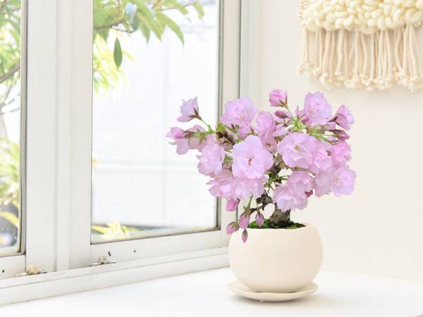 おうち花見＆贈り物に大好評。春を告げる「桜の盆栽」販売会はじまってます！[PR]