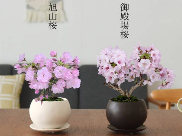 おうち花見＆贈り物に大好評。春を告げる「桜の盆栽」販売会はじまってます！[PR]