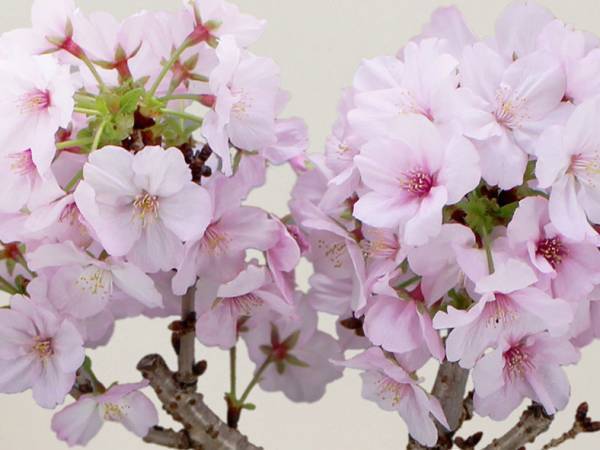おうち花見＆贈り物に大好評。春を告げる「桜の盆栽」販売会はじまってます！[PR]