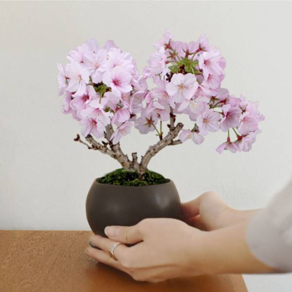 おうち花見＆贈り物に大好評。春を告げる「桜の盆栽」販売会はじまってます！[PR]