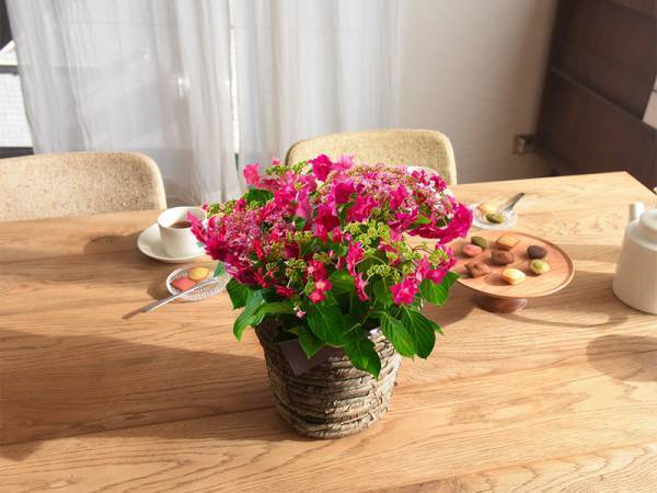 【母の日2022】届けたい、あふれる想い。ワンランク上の花ギフト「Kiitos（キートス）」[PR]