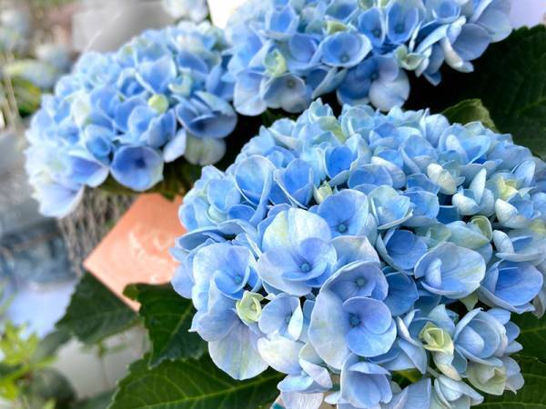 【ありきたりな日常を楽しむためのヒント】ジメジメ前の「梅雨支度」で雨の日をごきげんに[PR]