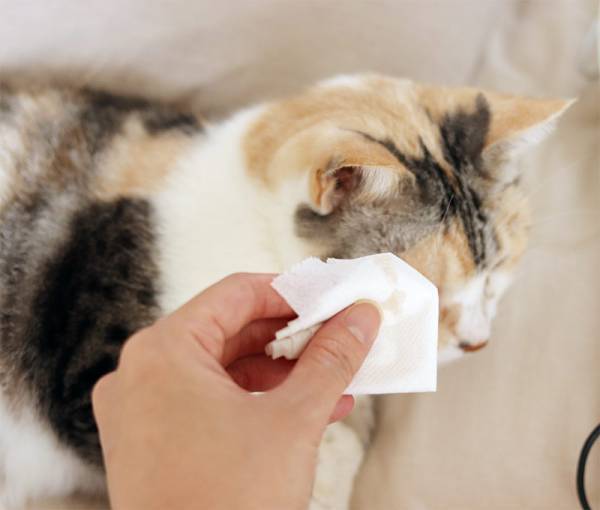 キッチンやテーブルのちょい拭きに大活躍！ リビング使いできる「トイレットペーパーケース」