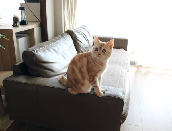 滑らない、なめらか肌触り、洗えて清潔！妥協なしに使える「bon momentソファパット」[PR]