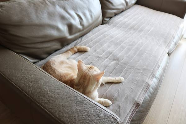 滑らない、なめらか肌触り、洗えて清潔！妥協なしに使える「bon momentソファパット」[PR]