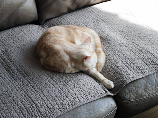 滑らない、なめらか肌触り、洗えて清潔！妥協なしに使える「bon momentソファパット」[PR]