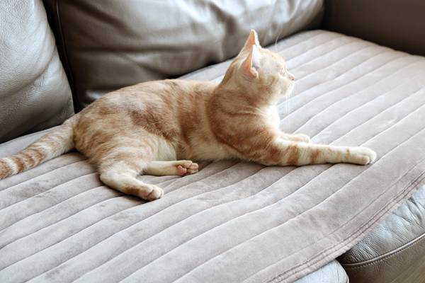 滑らない、なめらか肌触り、洗えて清潔！妥協なしに使える「bon momentソファパット」[PR]