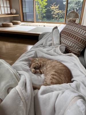 猫ちゃんもやみつき！新作も仲間入りした「伝説の毛布」インスタグラマーさんのもの選び[PR]