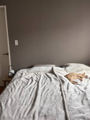 猫ちゃんもやみつき！新作も仲間入りした「伝説の毛布」インスタグラマーさんのもの選び[PR]