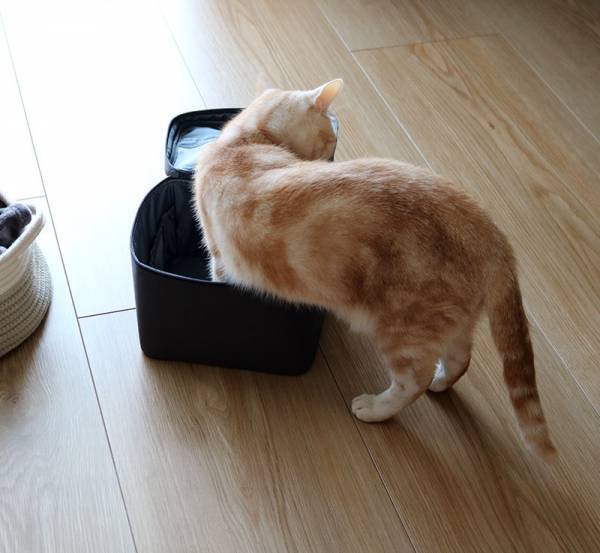 実は色んな用途に使える！bon momentの「救急箱」アンジェスタッフが教える、意外な使い方とは？[PR]