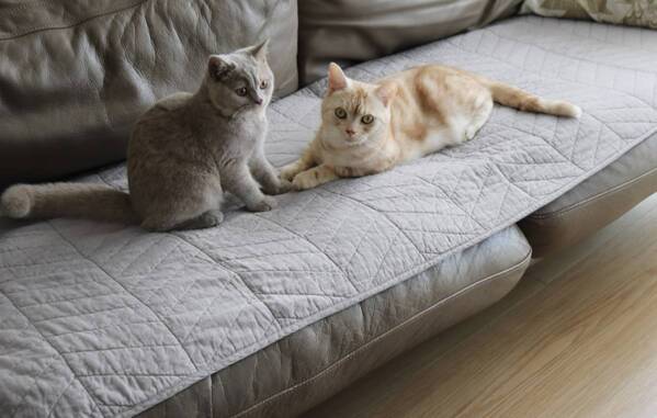 秒でプチ模様替え！お部屋のマンネリ解消も、敷くだけ・掛けるだけの「大人イブル」にお任せ【インスタグラマーさんのもの選び】[PR]