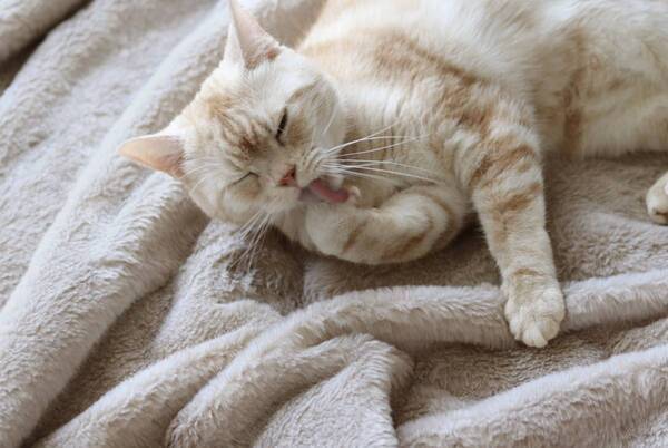 猫好きさんの夢が実現!? 気になる「まるごと猫毛布」の使用レポ