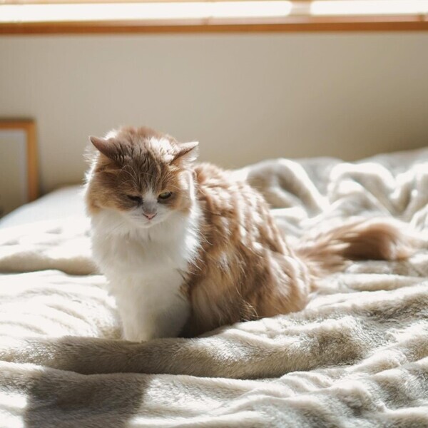 猫好きさんの夢が実現!? 気になる「まるごと猫毛布」の使用レポ