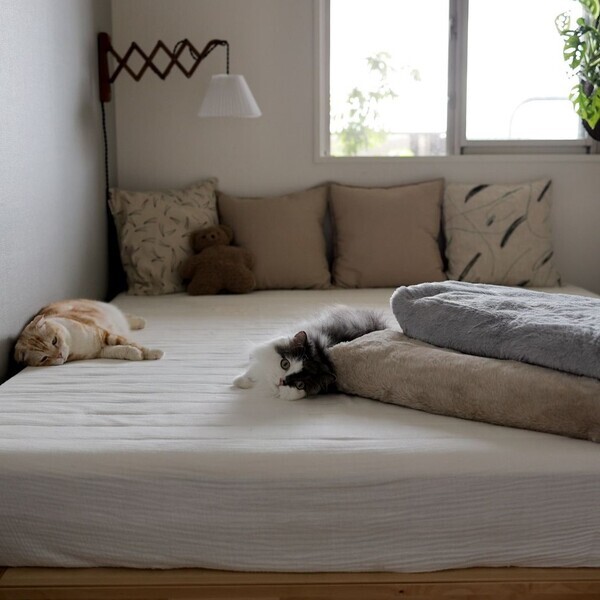 猫好きさんの夢が実現!? 気になる「まるごと猫毛布」の使用レポ