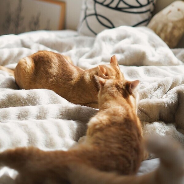 猫好きさんの夢が実現!? 気になる「まるごと猫毛布」の使用レポ