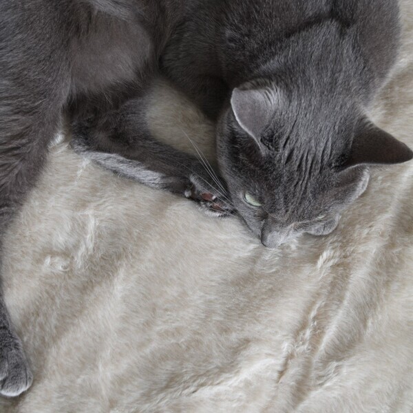 猫好きさんの夢が実現!? 気になる「まるごと猫毛布」の使用レポ