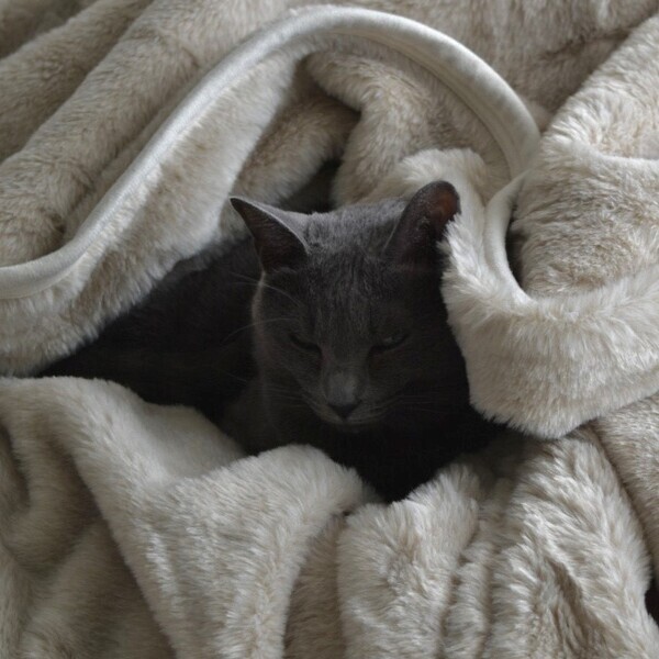 猫好きさんの夢が実現!? 気になる「まるごと猫毛布」の使用レポ