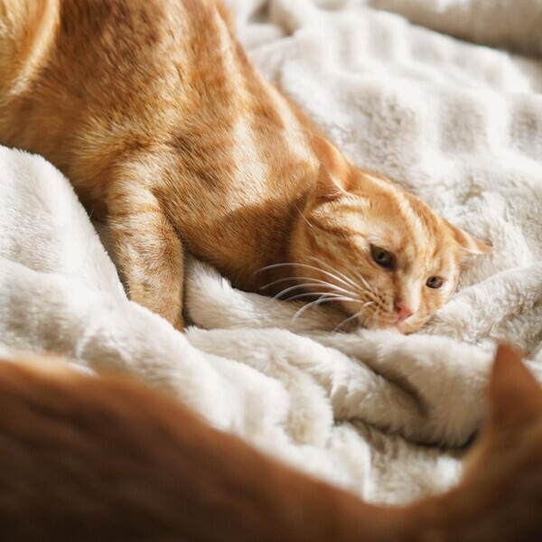 猫好きさんの夢が実現!? 気になる「まるごと猫毛布」の使用レポ