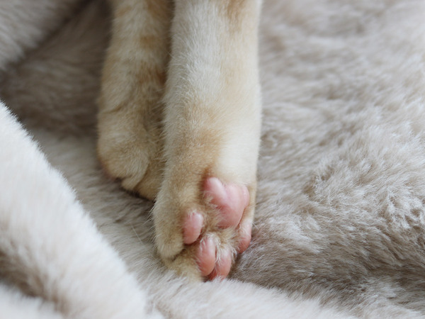 例えるならば極上の猫！「まるごと猫毛布」に包まれるこの冬の幸せ[PR]