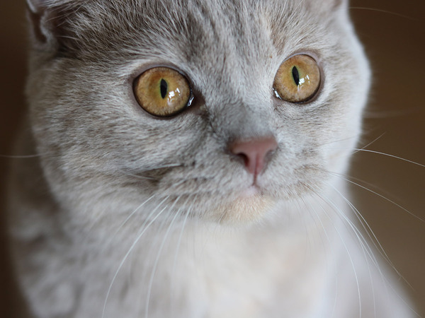 例えるならば極上の猫！「まるごと猫毛布」に包まれるこの冬の幸せ[PR]