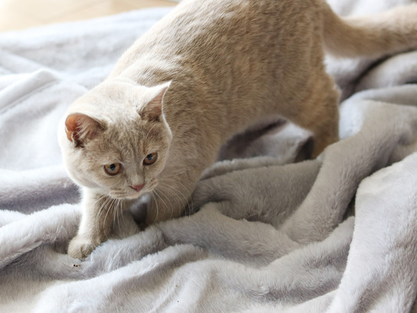 例えるならば極上の猫！「まるごと猫毛布」に包まれるこの冬の幸せ[PR]