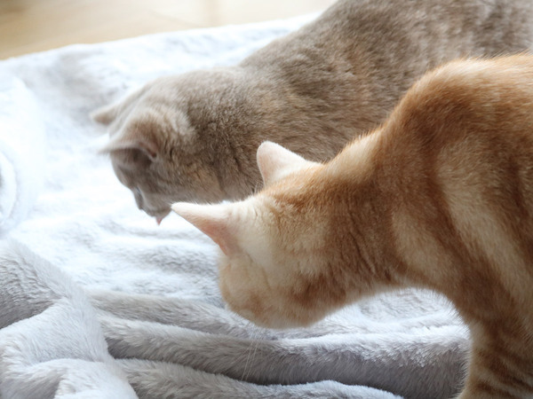 例えるならば極上の猫！「まるごと猫毛布」に包まれるこの冬の幸せ[PR]