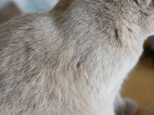 例えるならば極上の猫！「まるごと猫毛布」に包まれるこの冬の幸せ[PR]