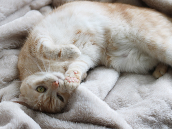 例えるならば極上の猫！「まるごと猫毛布」に包まれるこの冬の幸せ[PR]