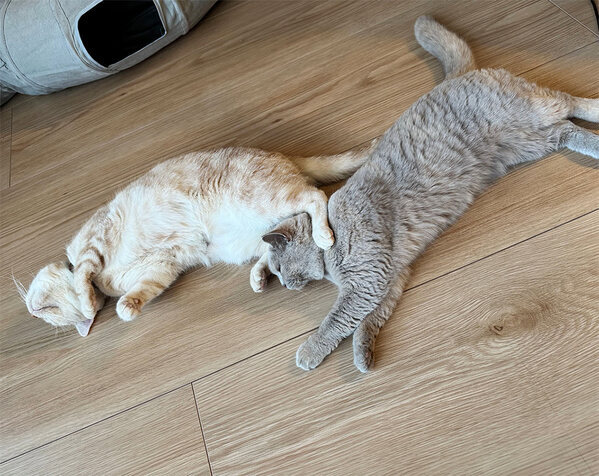 猫飼い＆マンション＆フルタイム共働きのお掃除最適解！マーナの「タッチレスワイパー」使用レポ[PR]