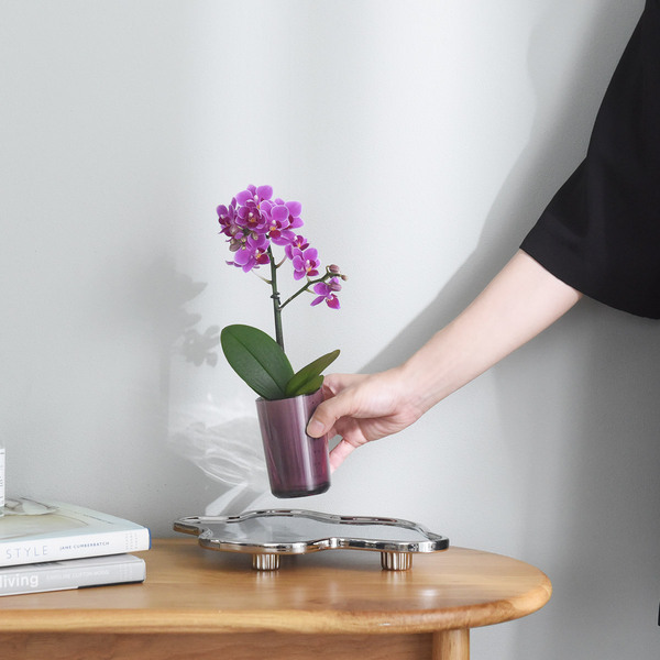 花言葉は「幸福が飛んでくる」敬老の日に贈りたい、心をこめたミディ胡蝶蘭[PR]