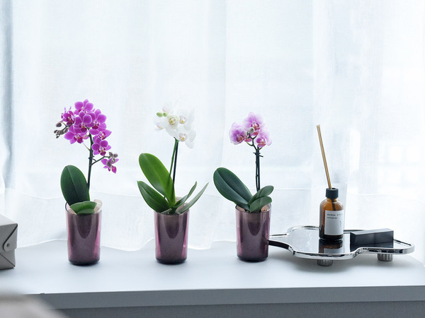 花言葉は「幸福が飛んでくる」敬老の日に贈りたい、心をこめたミディ胡蝶蘭[PR]