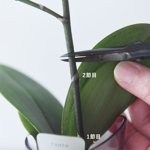 花言葉は「幸福が飛んでくる」敬老の日に贈りたい、心をこめたミディ胡蝶蘭[PR]