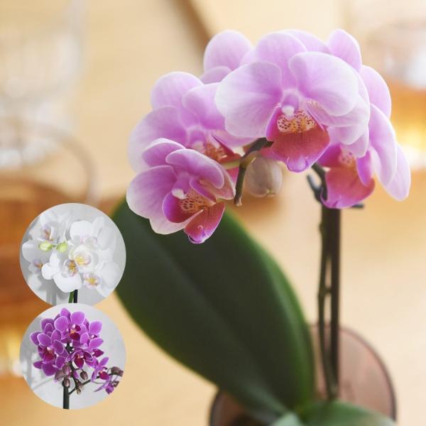 花言葉は「幸福が飛んでくる」敬老の日に贈りたい、心をこめたミディ胡蝶蘭[PR]