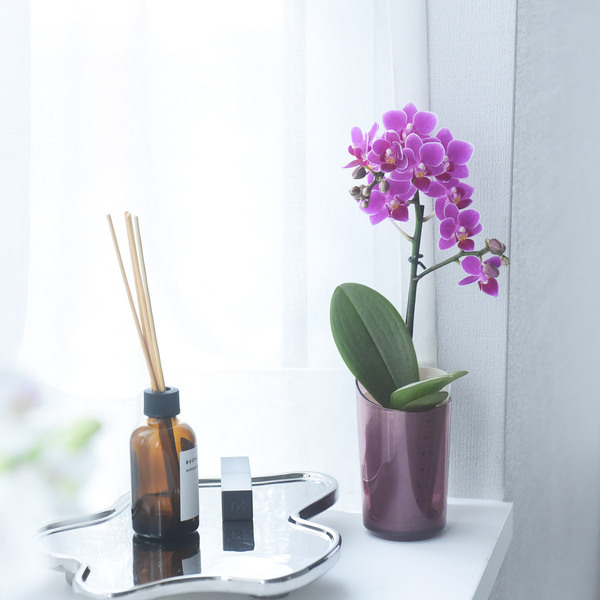 花言葉は「幸福が飛んでくる」敬老の日に贈りたい、心をこめたミディ胡蝶蘭[PR]