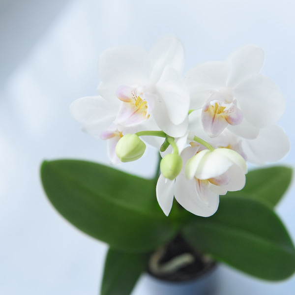 花言葉は「幸福が飛んでくる」敬老の日に贈りたい、心をこめたミディ胡蝶蘭[PR]